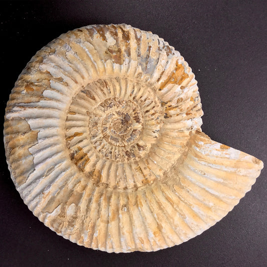 Ammonite Perisphinctes