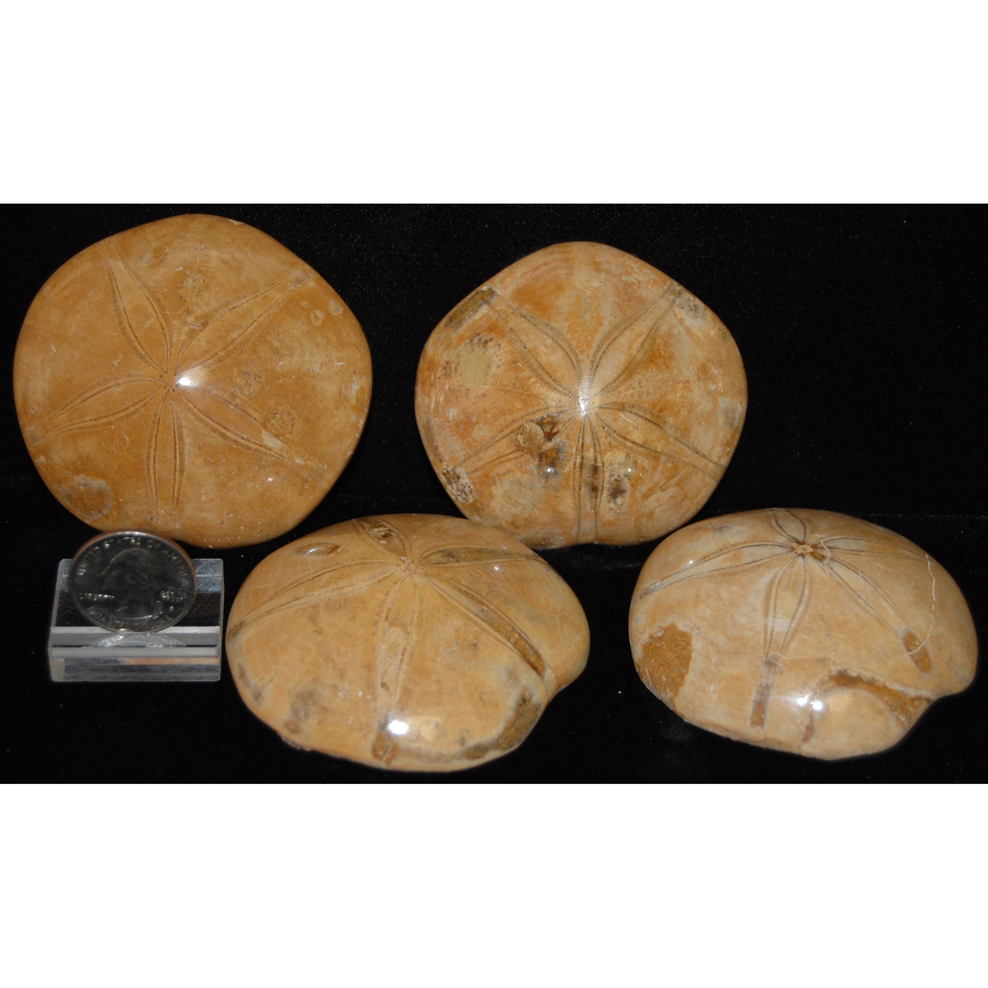 All About Sand Dollars, Fossils