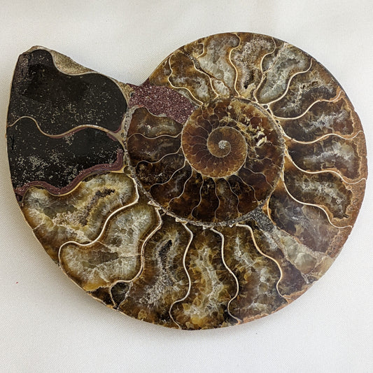 Ammonite Slice