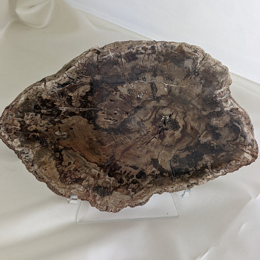 Petrified Wood Slice