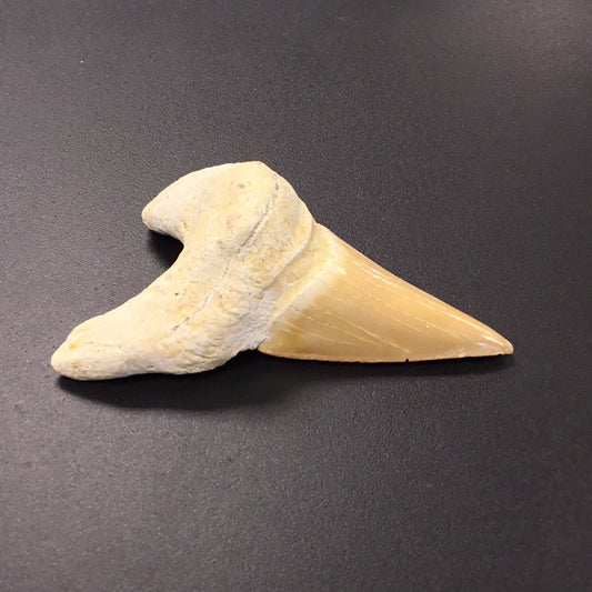 Shark Tooth from Morocco