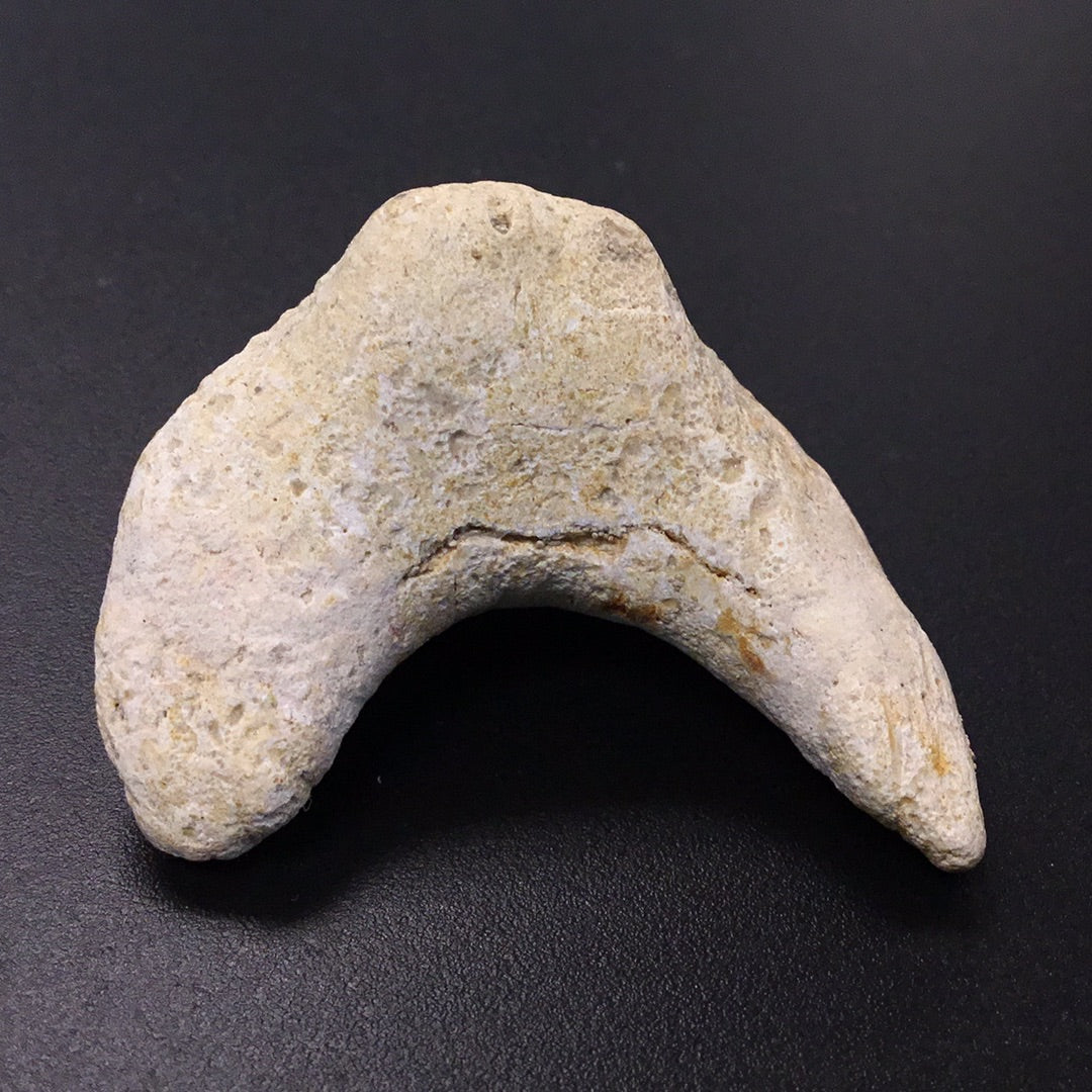 Shark Tooth from Morocco